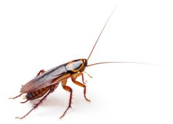 Cockroach removal by Lambeth Council