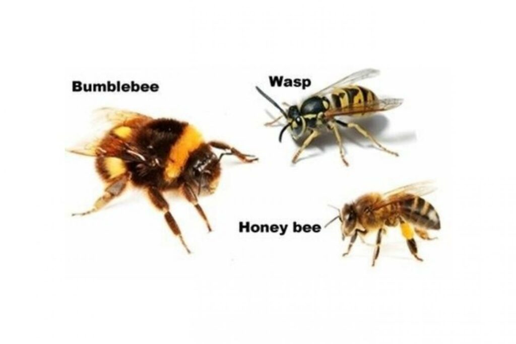 Identifying a wasp