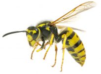 Picture of wasp for disposal contact Lambeth Council